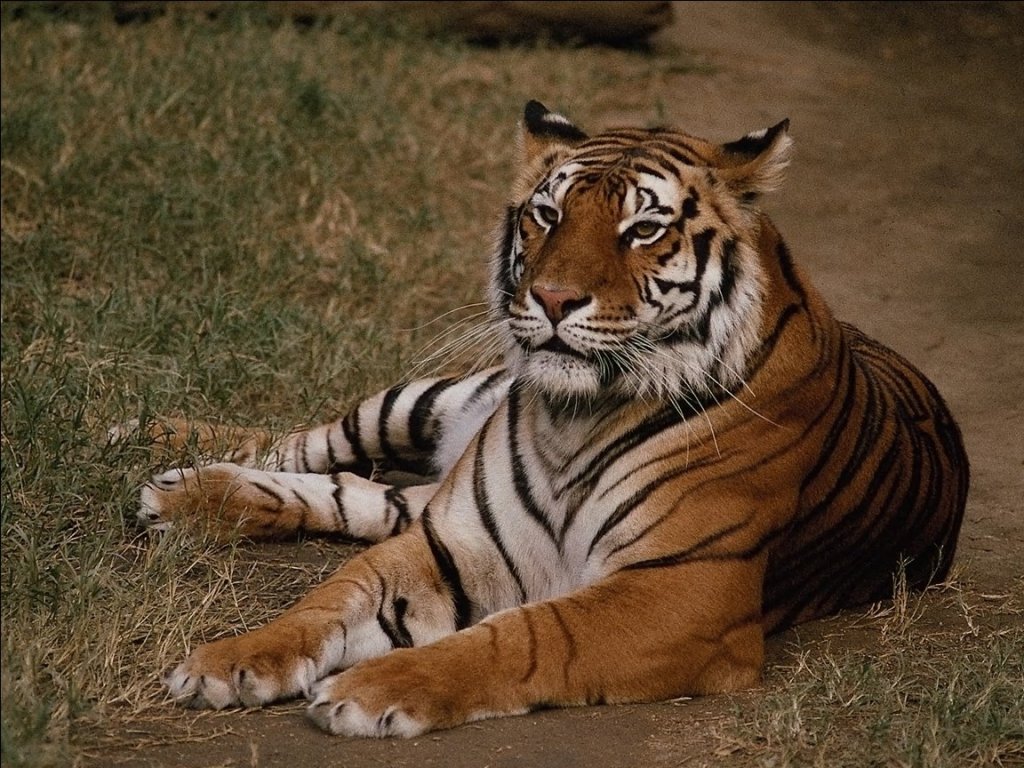 Tigres - 044